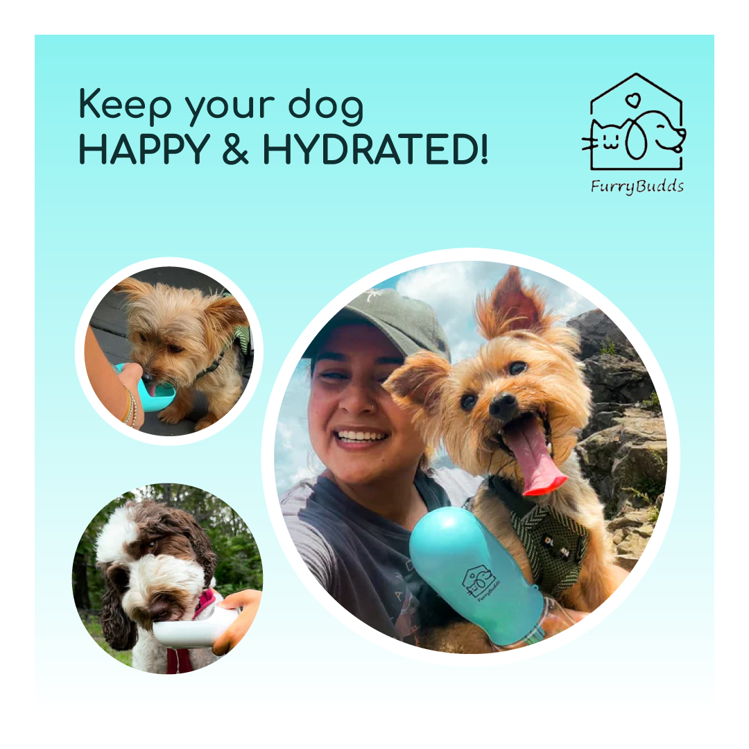 Furry Budds 12oz Dog Water Bottle - Blue
